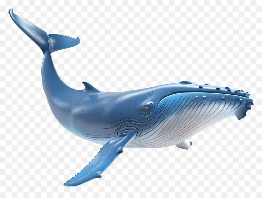 Baleia Azul，Maior Mamífero PNG