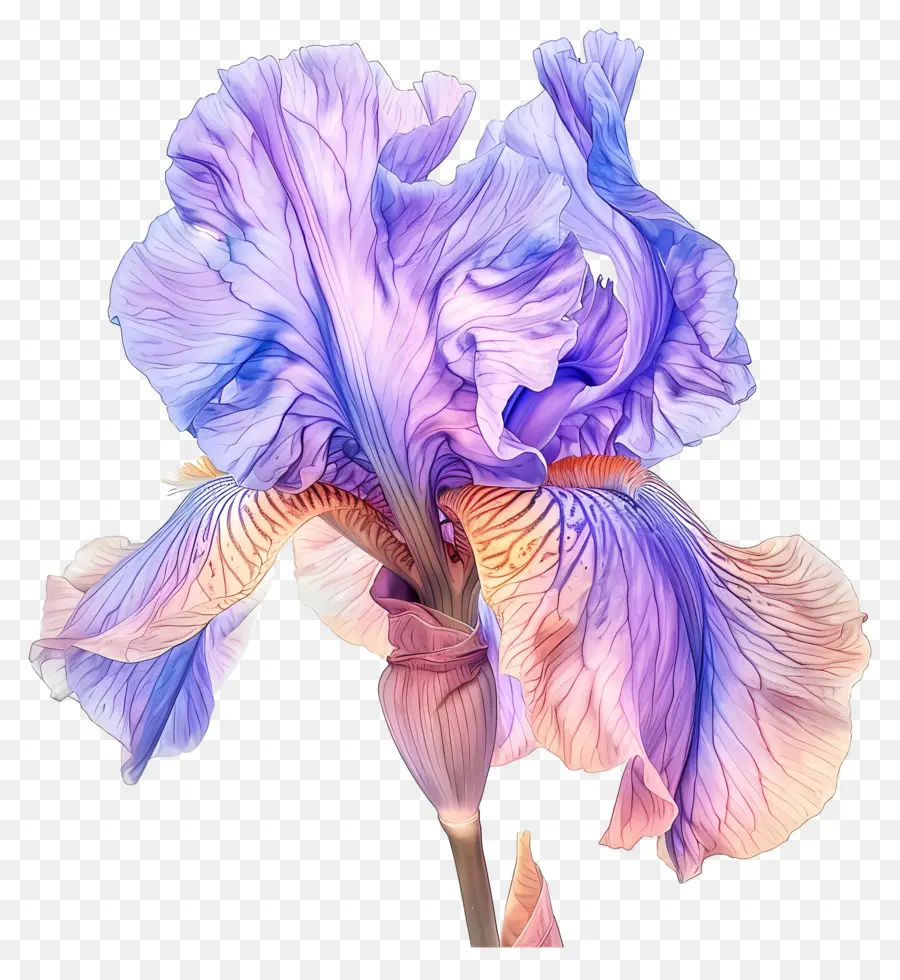 Flor De Iris，Pétalas Roxas PNG