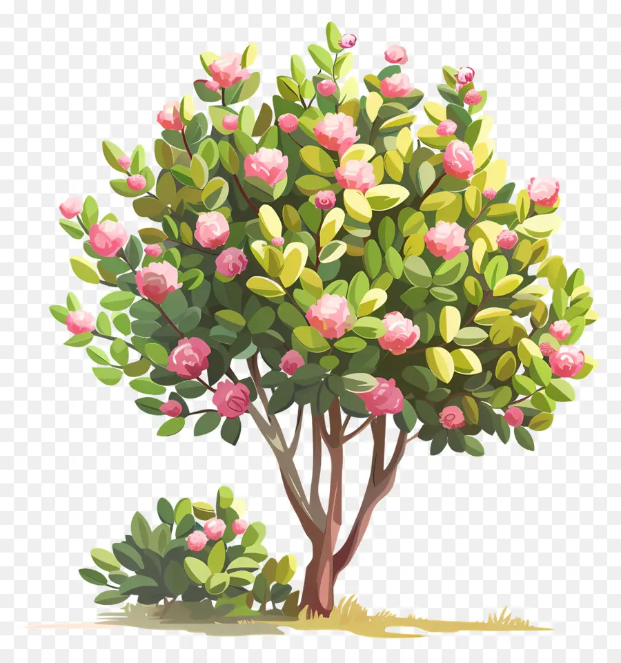 Arbusto，Árvore De Floração Rosa PNG