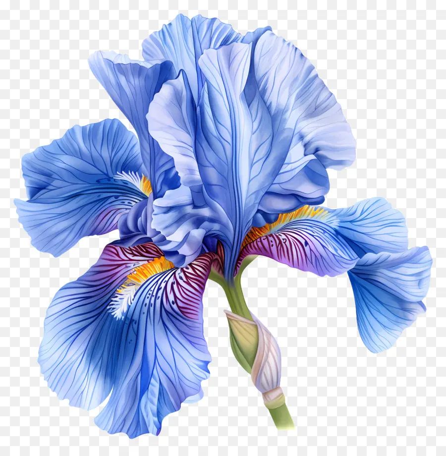 Flor De Iris，íris Azul Da Flor PNG