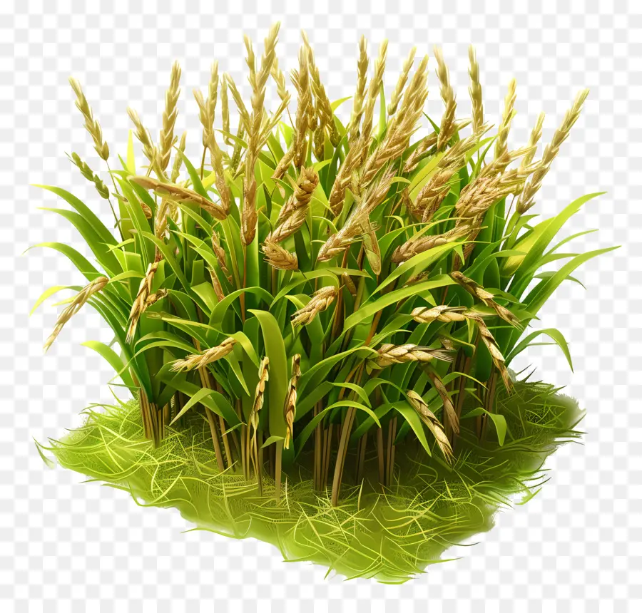 Paddy Crop，Plantas De Arroz PNG