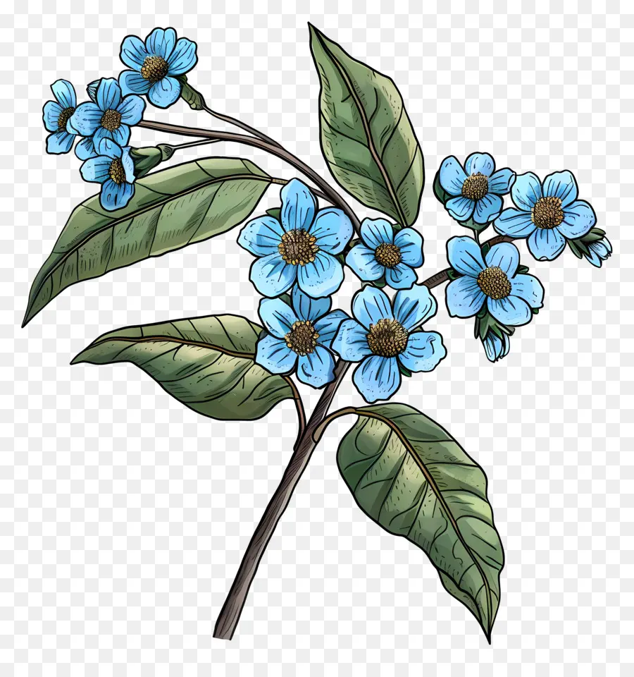 Não Te Esqueças De Mim Flor，Flor Azul PNG