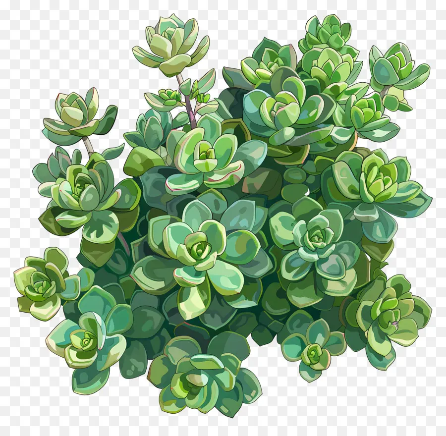 Crassula Jade，Suculentas PNG