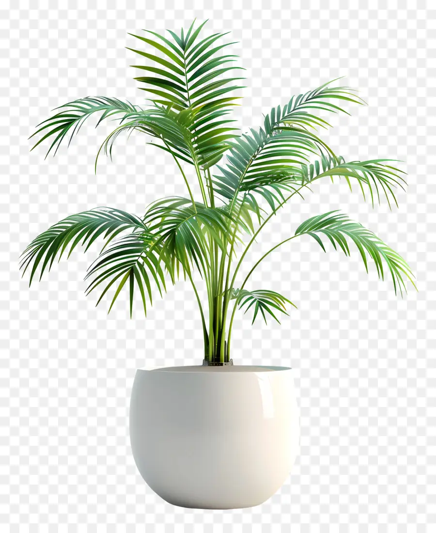 Palmeira Areca，Plantador De Porcelana Branca PNG