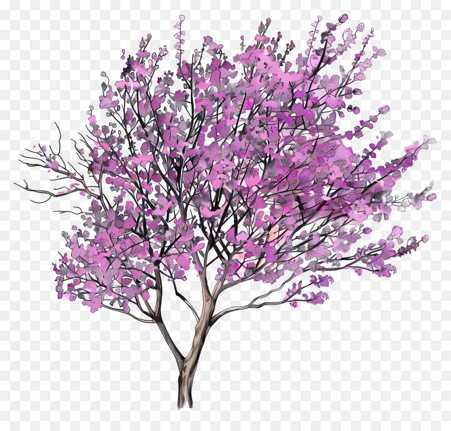 Judas árvore，Árvore De Flores Rosa PNG