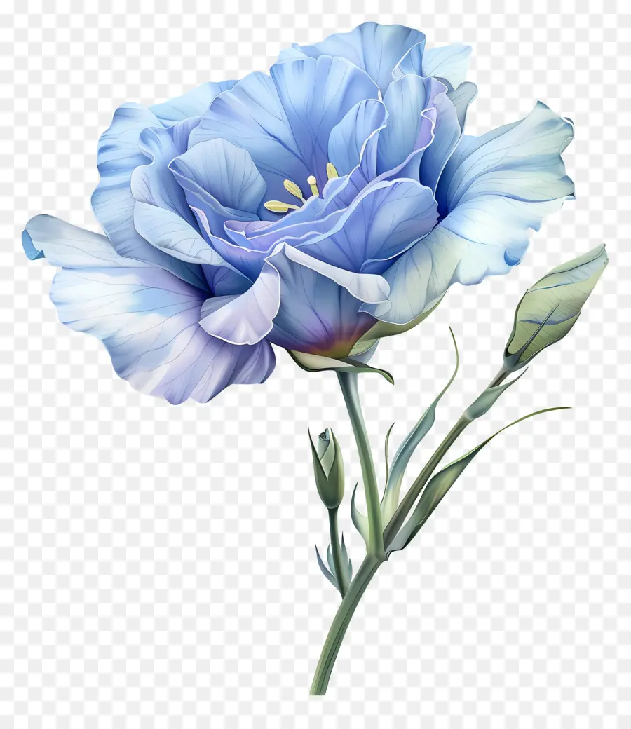 Flor Azul De Lisianthus，Pintura De Flores Azuis PNG