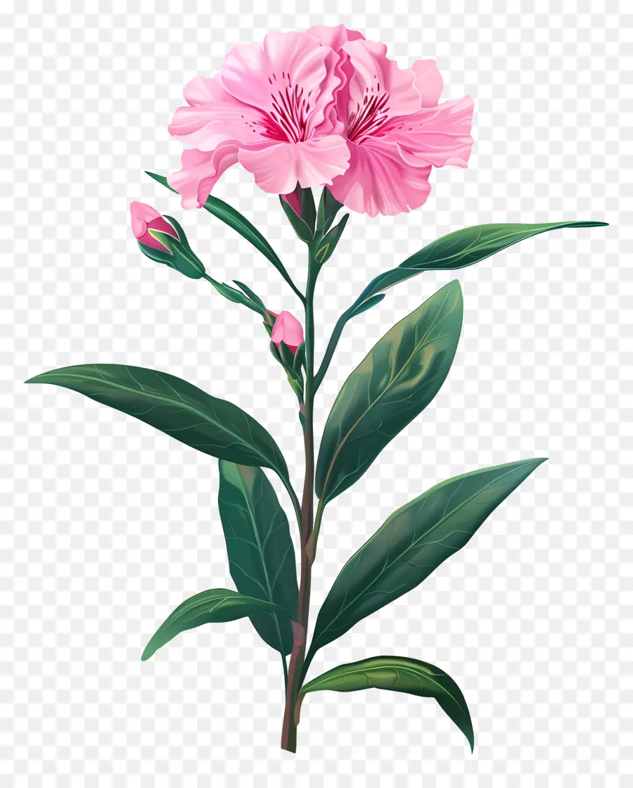 Flor De Dianthus，Flor Rosa PNG