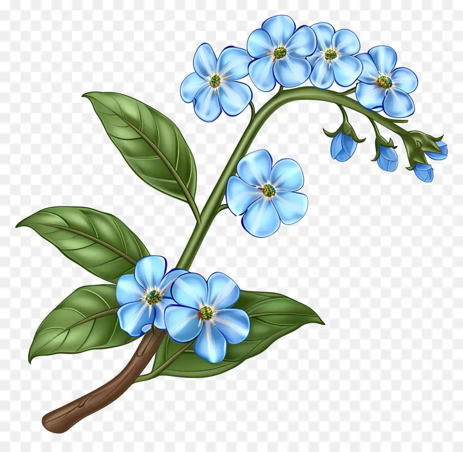 Não Te Esqueças De Mim Flor，Flores Azuis PNG