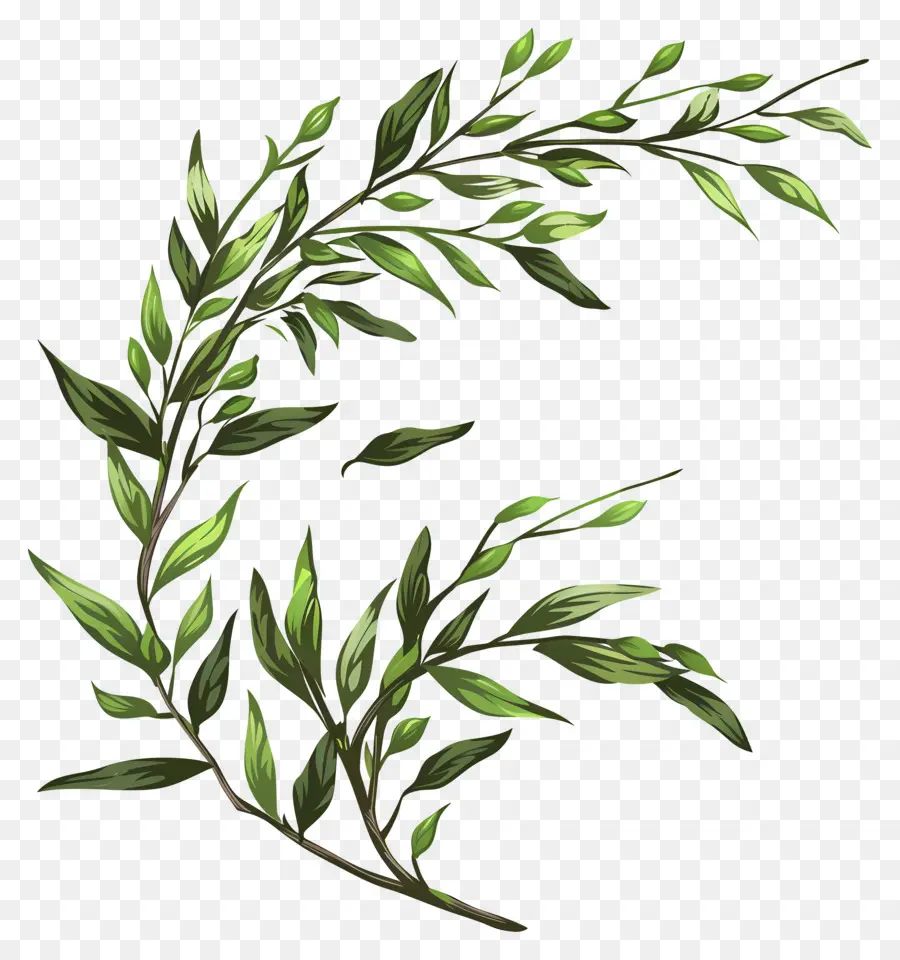 Willow Branch，Folhas Verdes PNG