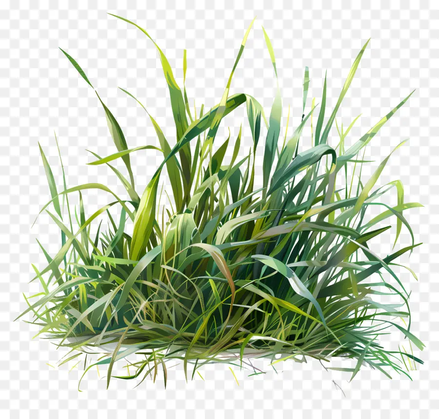 Karl Foerster Grass，Plantas Verdes PNG