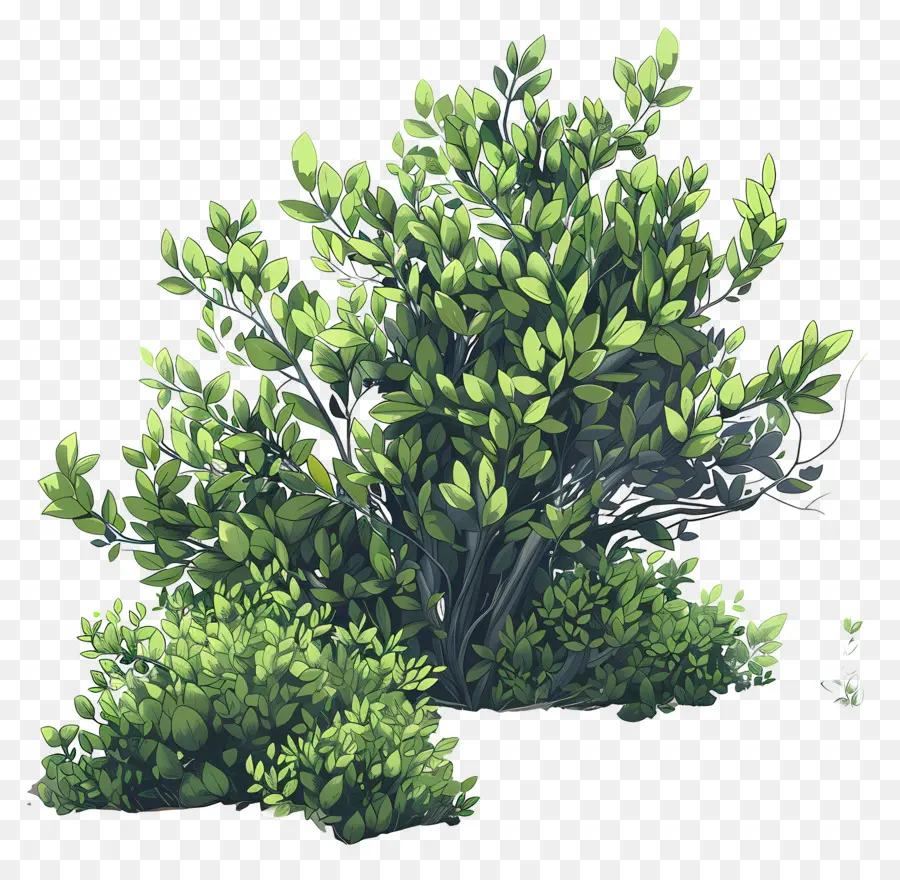 Arbusto，Arbusto Verde PNG