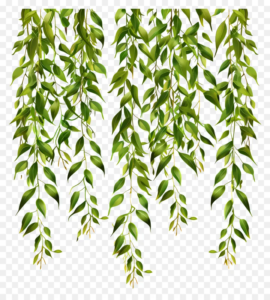 Folhas De Salgueiro Penduradas，Folhas Verdes PNG