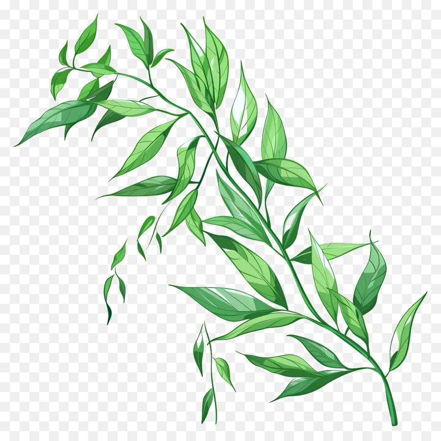 Folhas De Salgueiro，Planta PNG