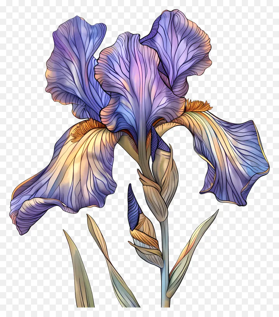 Flor De Iris，Pétalas Azuis E Roxas PNG