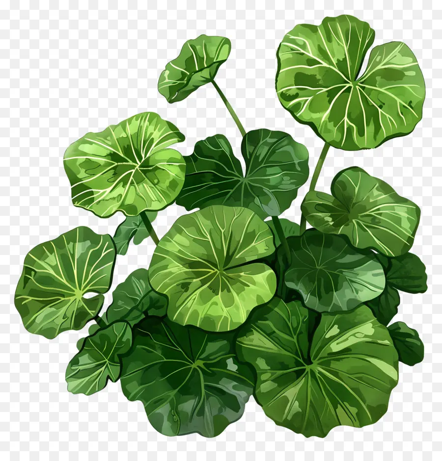 Gotu Kola，Folhas Verdes PNG