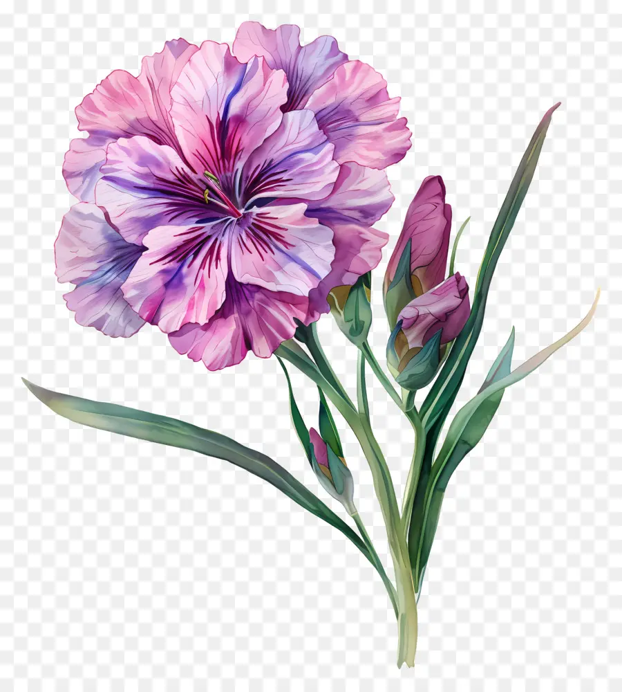 Flor De Dianthus，Pintura Em Aquarela PNG