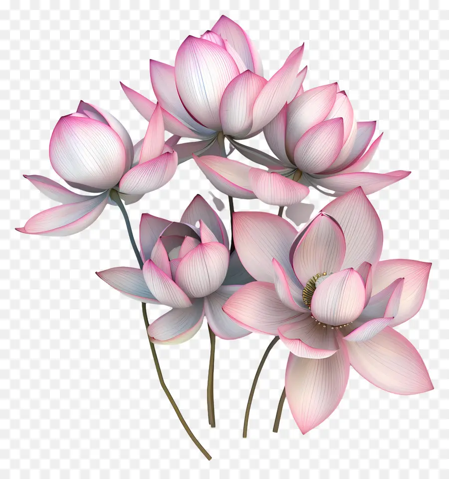 Flores De Lótus，Flor De Lótus PNG