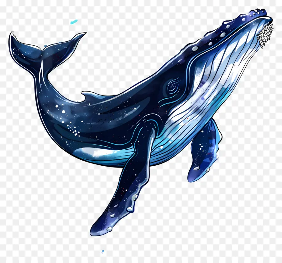 Baleia Clipart，Baleia Azul PNG