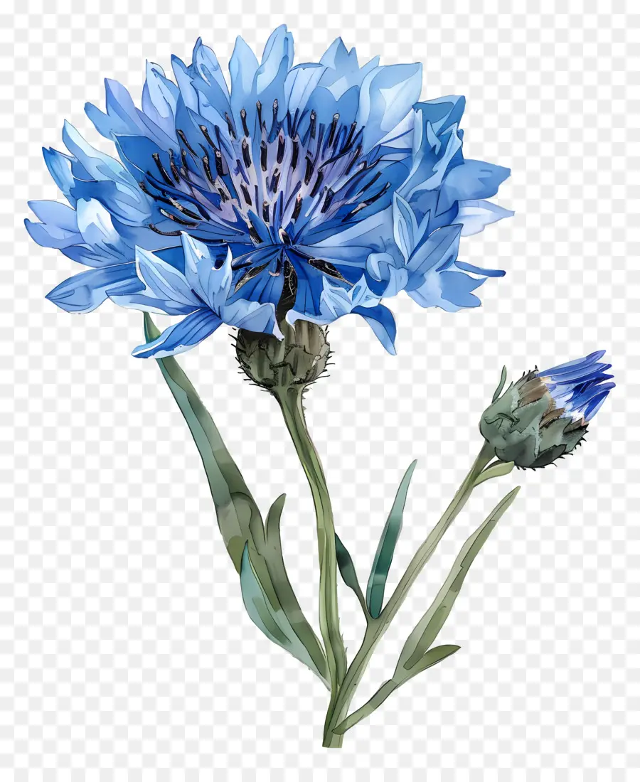 Blue Clowlower，Flor Azul PNG