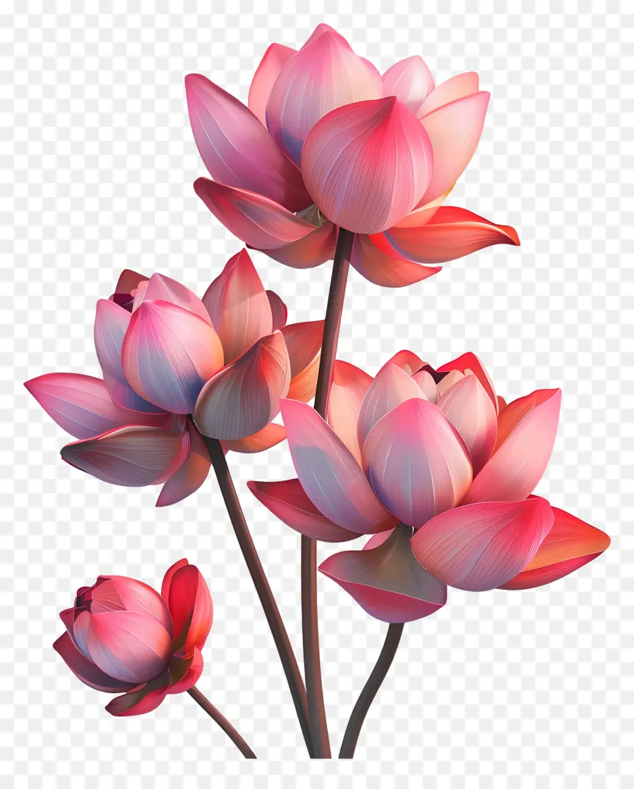 Flores De Lótus，Flor De Lótus PNG