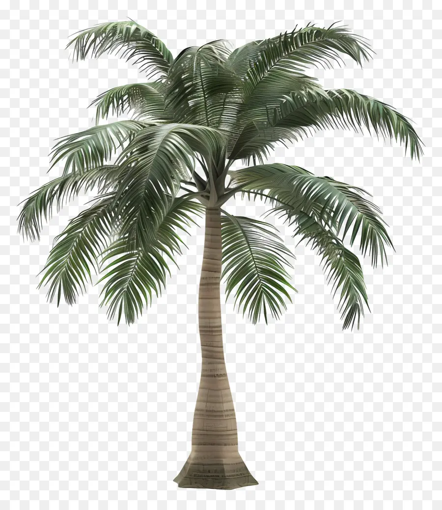 Palmeira Tree，Palmeira PNG