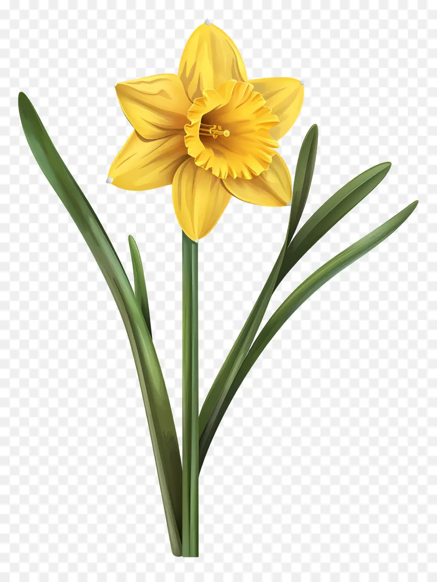 Daffodil Amarelo，Narciso PNG