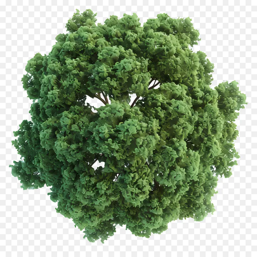 Visão Superior Da árvore Da Paisagem，árvore Verde PNG