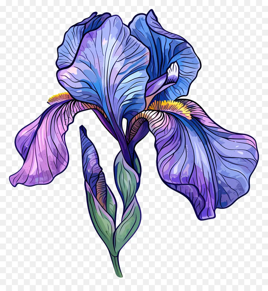 Flor De Iris，íris Roxo PNG