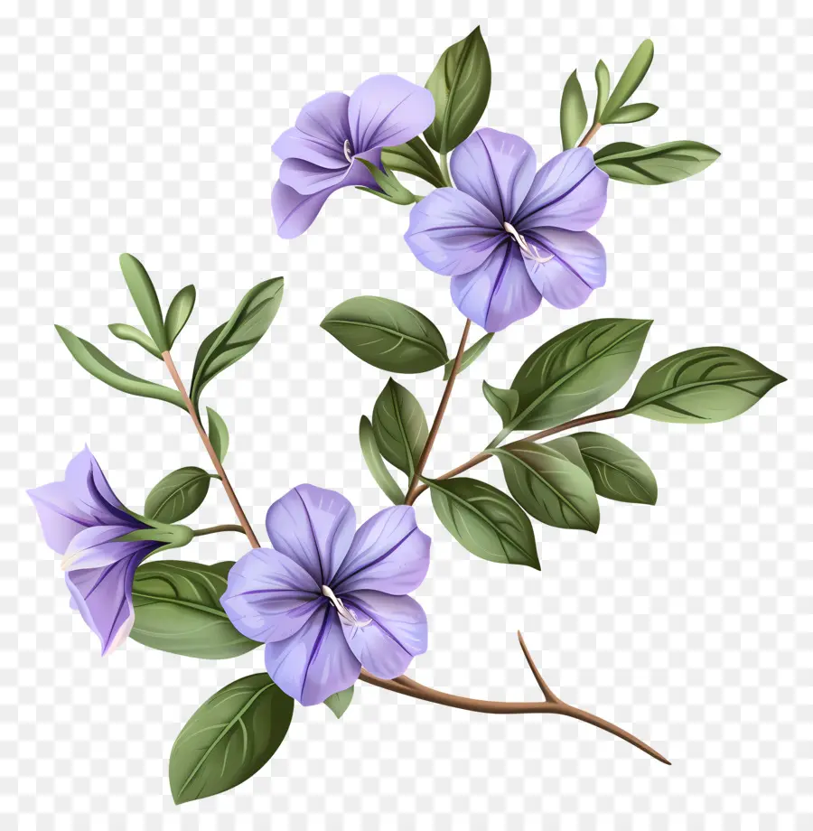 Flores Pervincas，Flores Roxas PNG