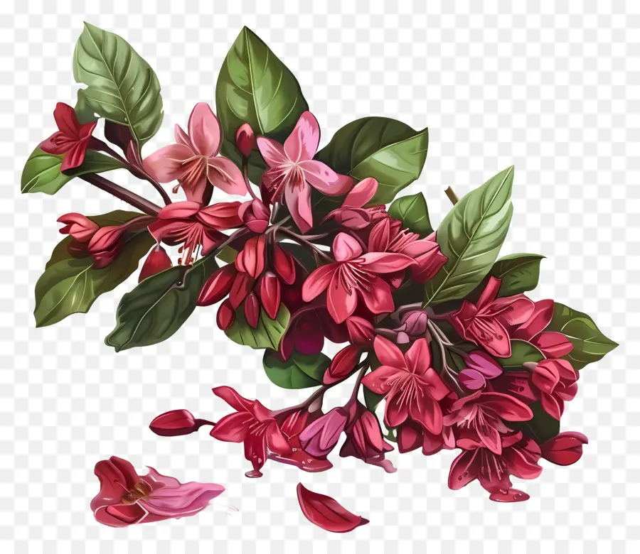 Vinho Derramado Weigela，Flor PNG