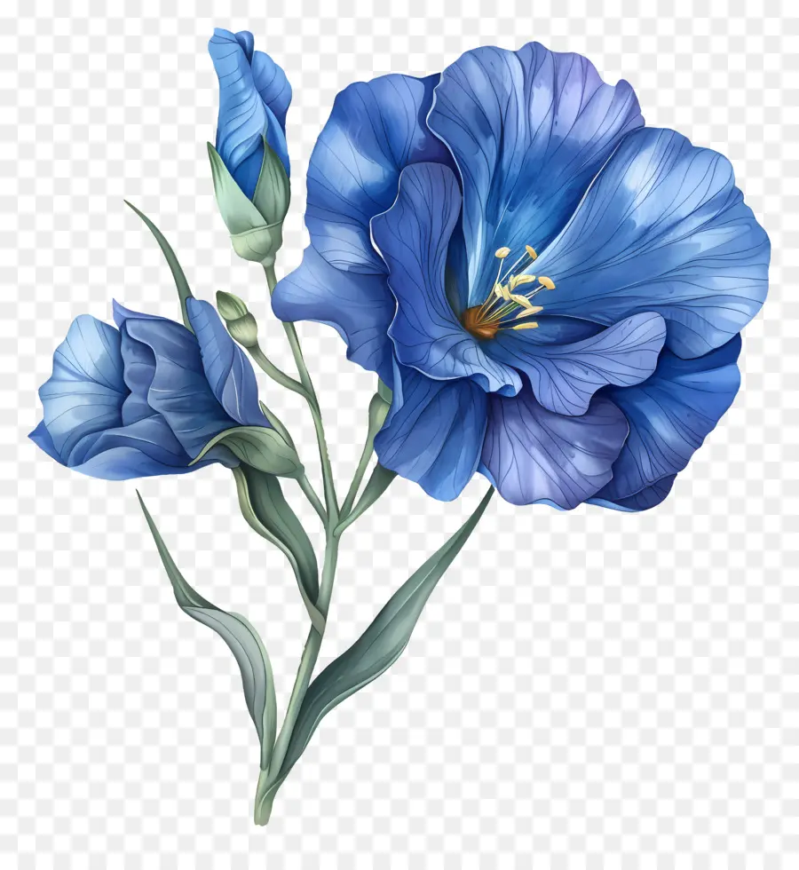 Flor Azul De Lisianthus，Flor Azul PNG
