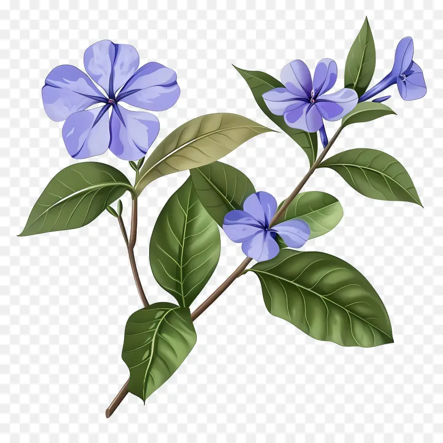 Flores Pervincas，Flores Azuis PNG