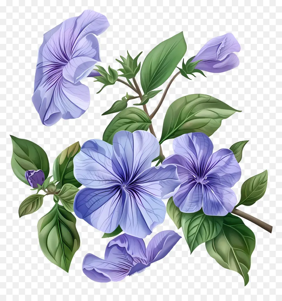 Flores Pervincas，Flores Azuis PNG