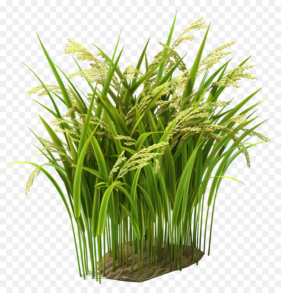 Paddy Crop，Plantas PNG