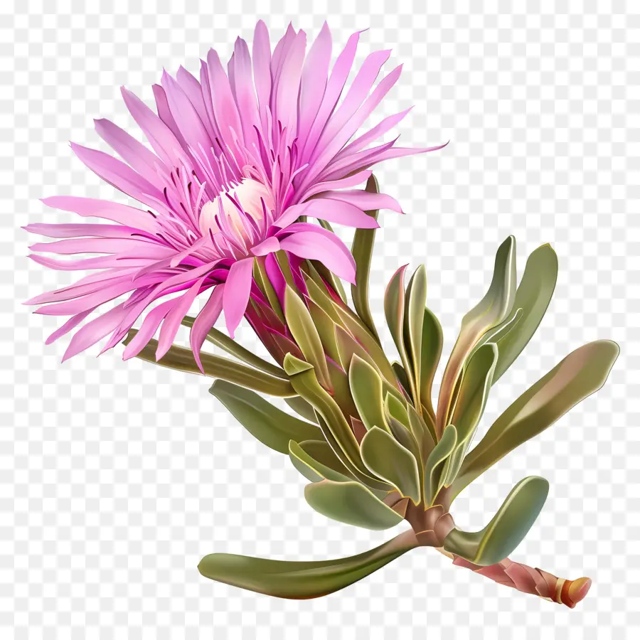 Flor Da Planta De Gelo，Flor Rosa PNG