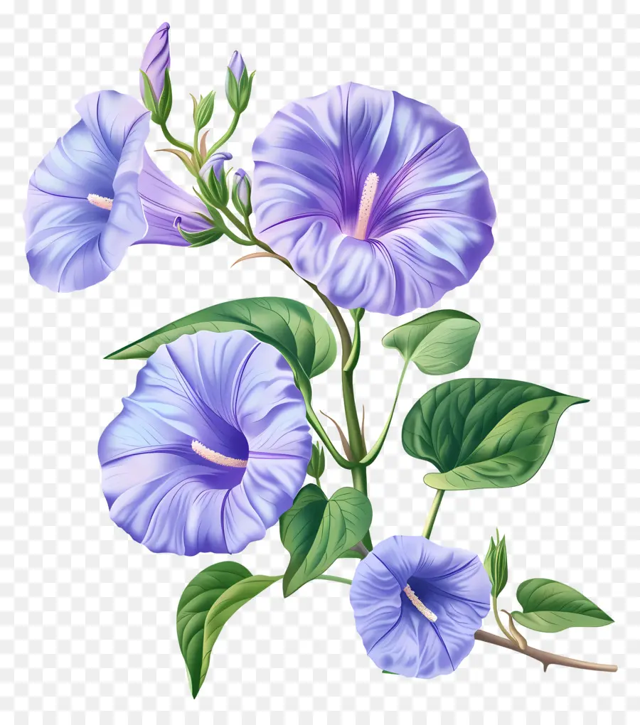 Roxo Glória Da Manhã，Flores Da Glória Da Manhã PNG