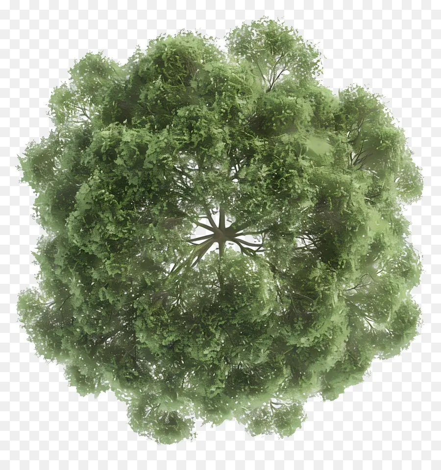 árvore De Plano De，árvore PNG