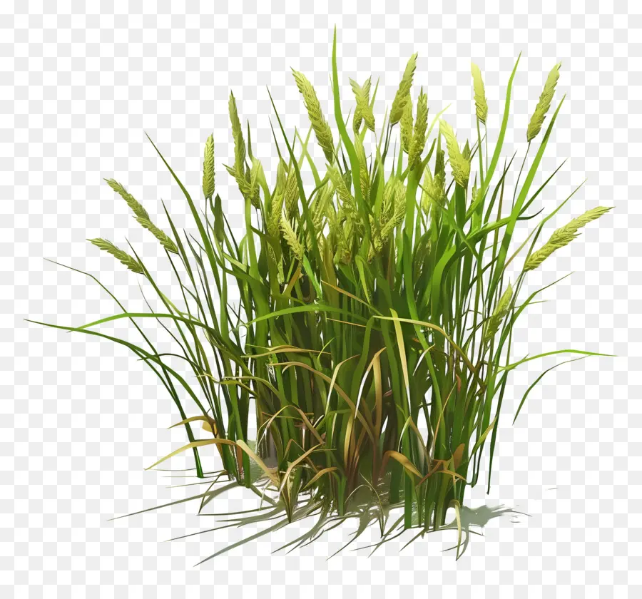 Paddy Crop，Planta Verde PNG