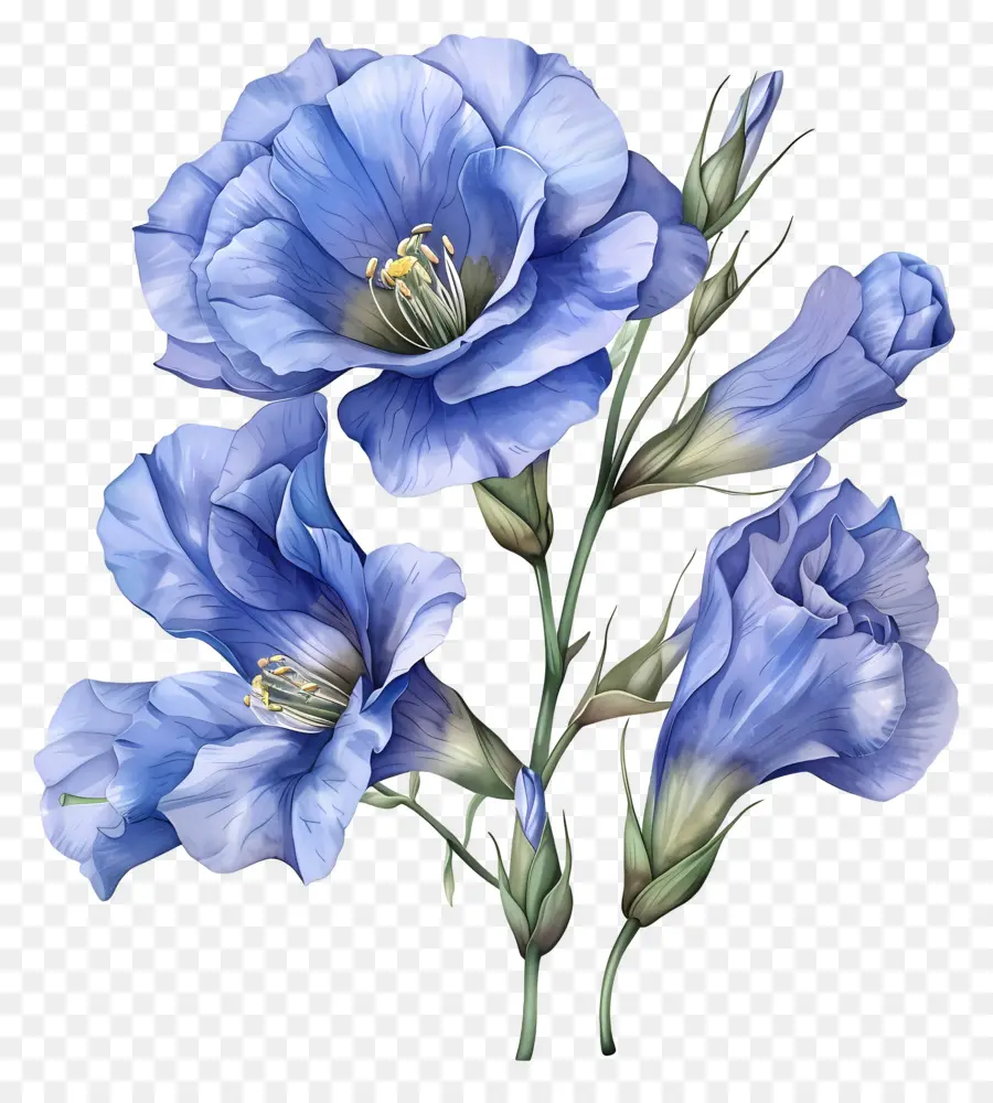Flor Azul De Lisianthus，Flores Azuis PNG