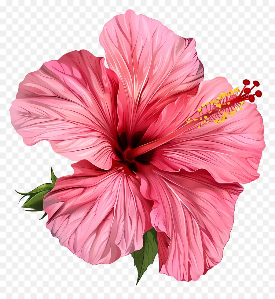 Hibiscus Rosa，Flor Cor De Rosa Do Hibiscus PNG