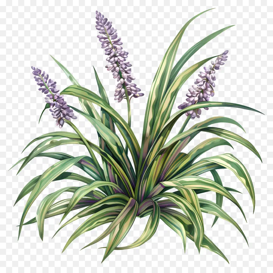 Liriope Variegado，Plantar PNG