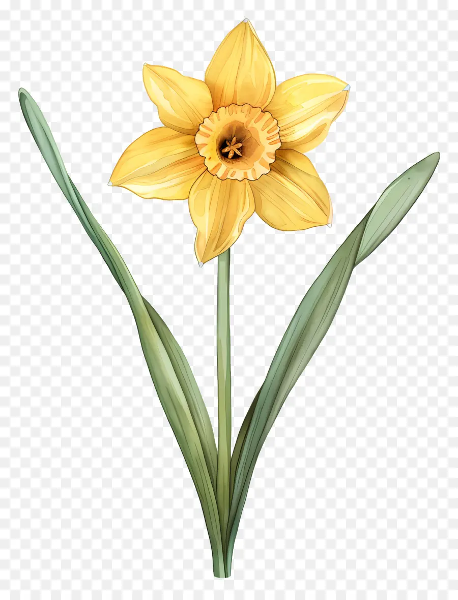 Daffodil Amarelo，Narciso PNG