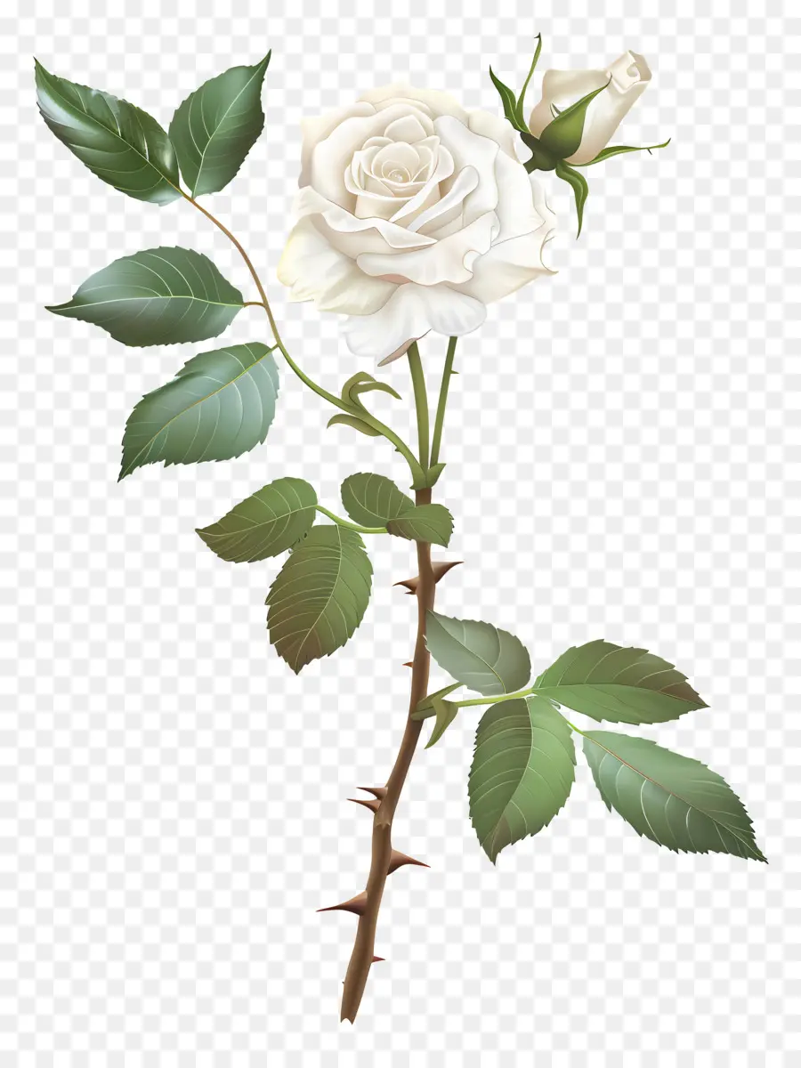 Rosa Branca，Flor PNG