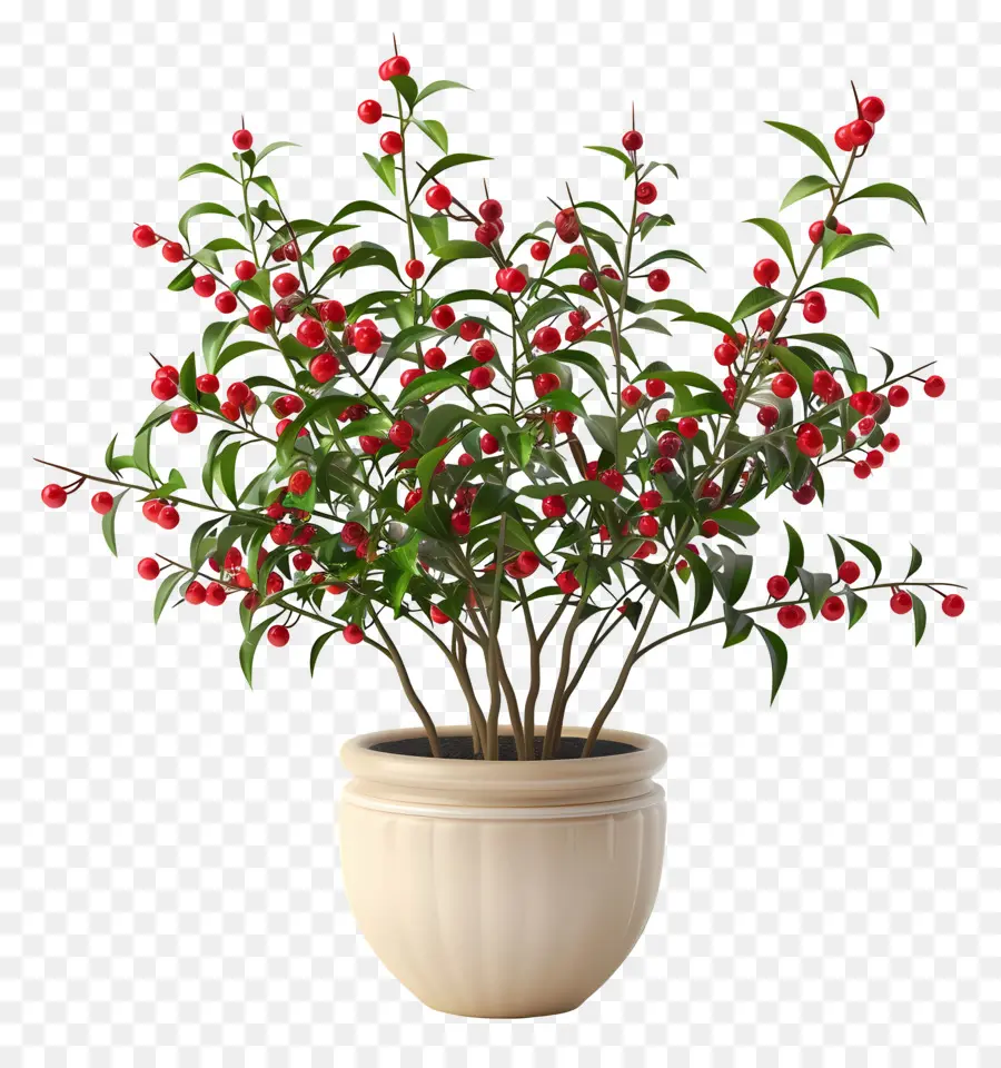 Nandina Domestica，Planta De Vaso PNG