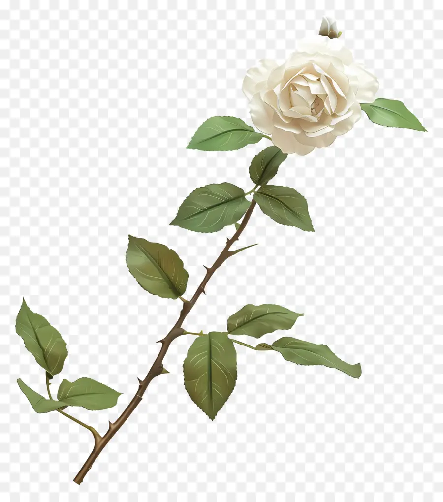 Rosa Branca，Flor Ilustração PNG