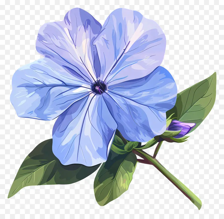 Flor Periwinkle，Flor Azul PNG