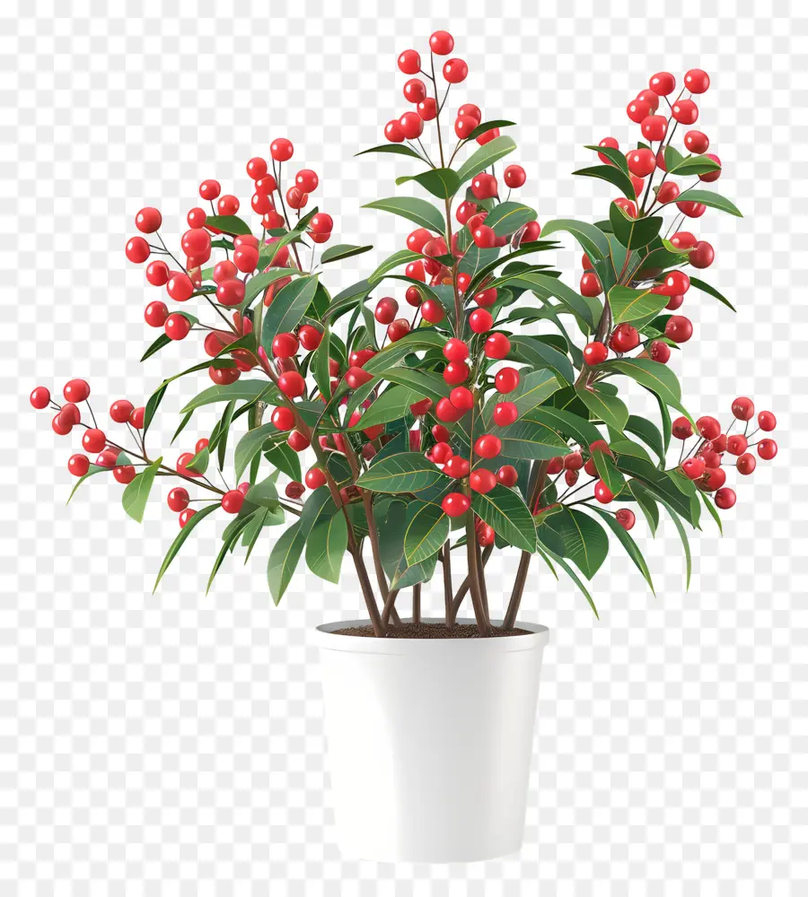 Nandina Domestica，Vermelho Planta PNG