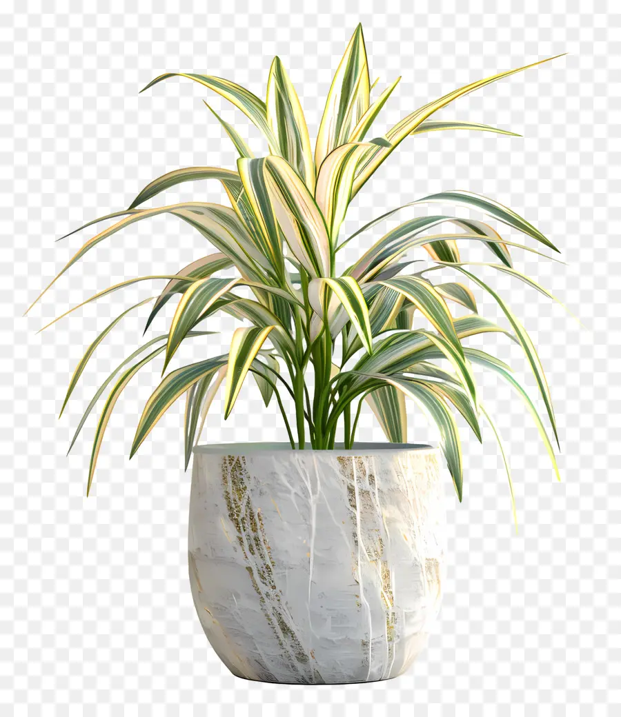 Liriope Variegado，Planta Interna PNG