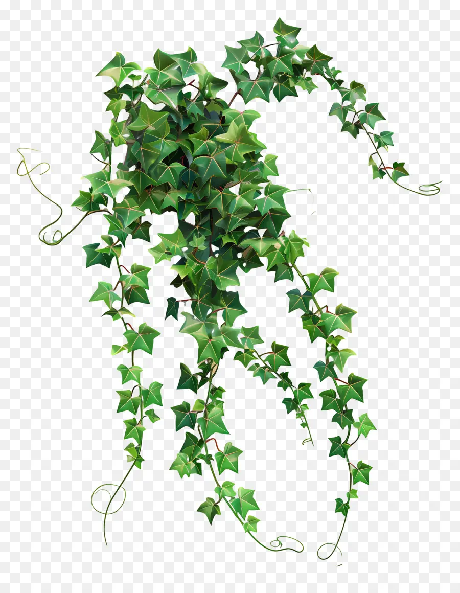 Ivy Da Parede，Ivy Plant PNG