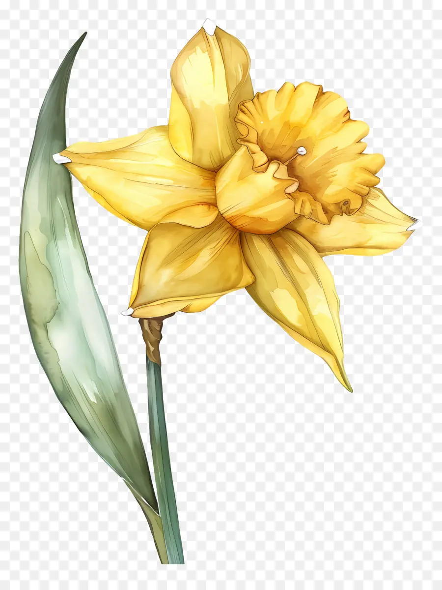 Daffodil Amarelo，Pintura Em Aquarela PNG